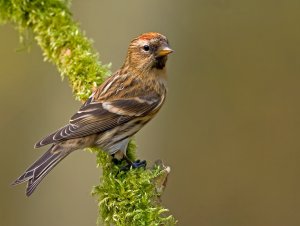 lesser redpoll