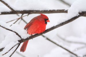 Cardinal