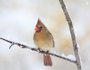 Female Cardinal