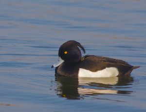 Tufted Duck