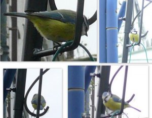 Bluetits