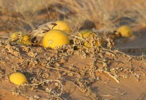 Desert Sparrow. Western Sahara