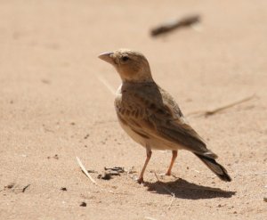 Black-crowned Finch-Lark. Morocco