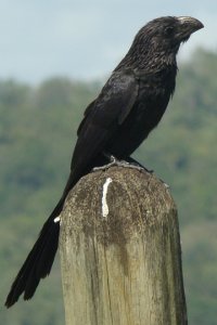 Groove-Billed Ani