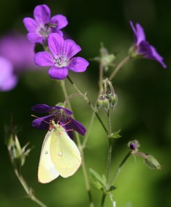 Pale Arctic Clouded Yellow