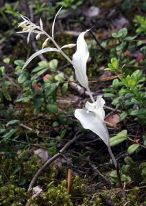 Broad-leaved Helleborine