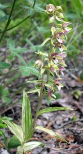 Broad-leaved Helleborine