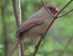 Female Cardinal