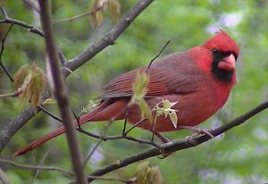 Male Cardinal