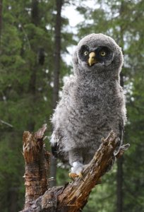 Great Grey Owl fledling