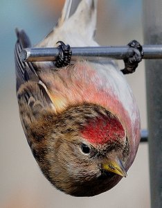 ACROBATIC REDPOLL