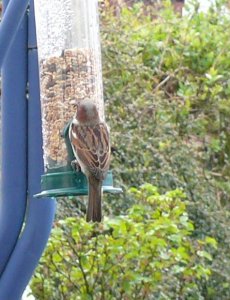 Sparrow on a Rainy Day