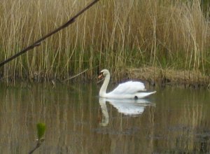 Mute Swan