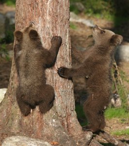 Siblings of climbing cub