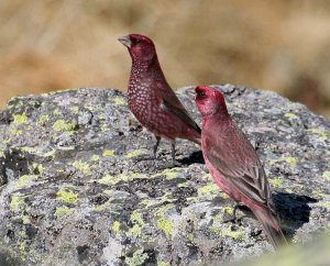 Great Rosefinch, Caucasus