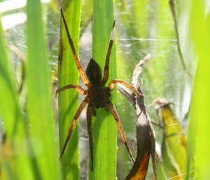 Great raft spider