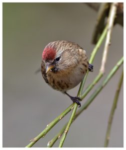 Lesser Redpoll