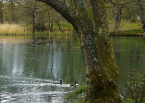 Cannop Ponds