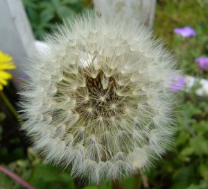 Dandelion Seed Head