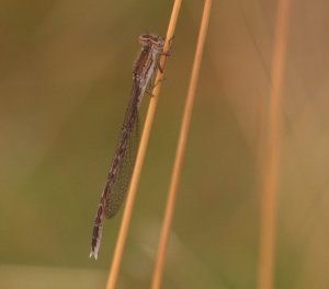 Siberian Winter Damsel