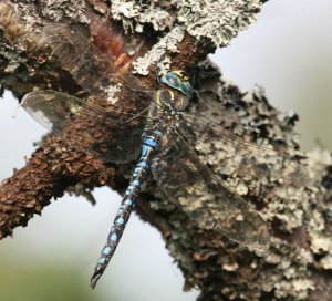 Baltic Hawker