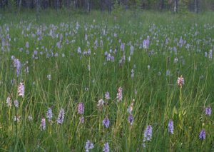 Wild orchids meadow