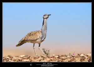 Houbara Bustard