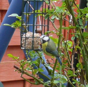 Bluetit on Feeder