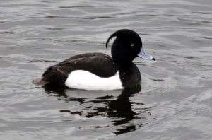 Tufted Duck