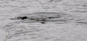 Tufted Duck