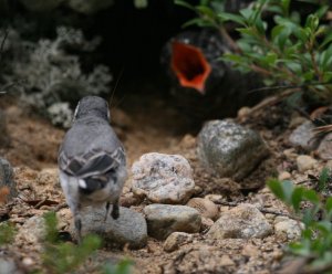 Feeding Cuckoo is hard