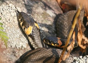 Grass Snakes