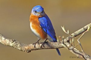 Bluebird__Sialia sialis