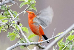 I'iwi reaching for nectar