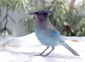 Steller's Jay