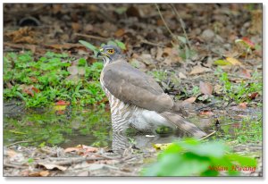 Crested Goshawk