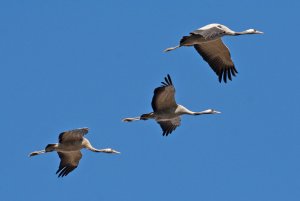Low flying cranes
