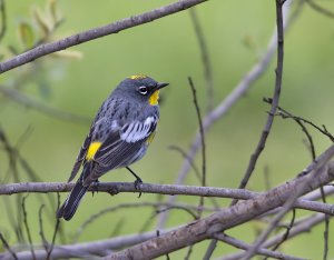 Yellow Rumped (Audubon's) Warbler, male, breeding