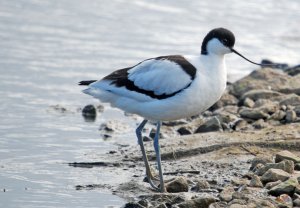 Avocet