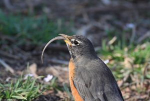 Robin with Snake