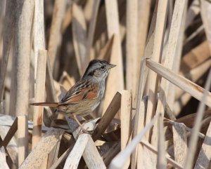 Swamp Sparrow