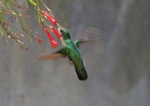 Antillean Crested Hummingbird  (female)