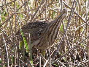 American Bittern