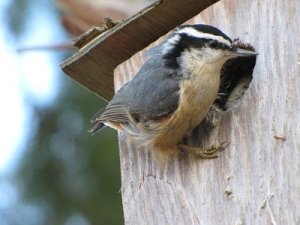 Red-breasted Nuthatch