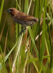 Scaley Breasted Munia