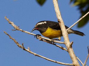 Bananaquit