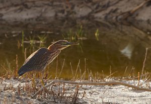 Green Heron