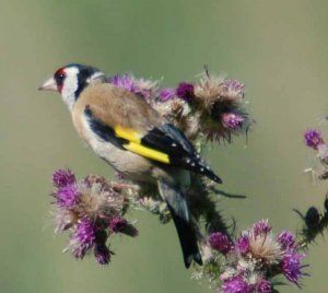 Goldfinch Portrait