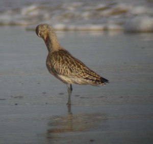 Bar-tailed Godwit