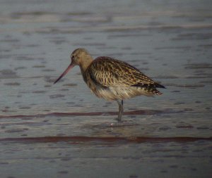 Bar-tailed Godwit